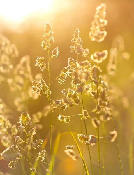 Widok Bliska Piękne Kwiaty Polu — Zdjęcie stockowe