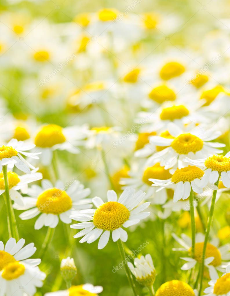 close up view of beautiful chamomile wildflowers in field 