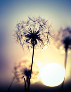 yaz alanında güzel karahindiba kır çiçekleri yakından görünümü