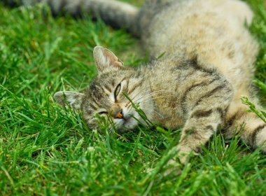 yeşil çim ense üzerinde dinlenen sevimli evcil kedi