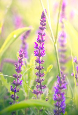 alanında güzel kır çiçekleri yakından görünümü