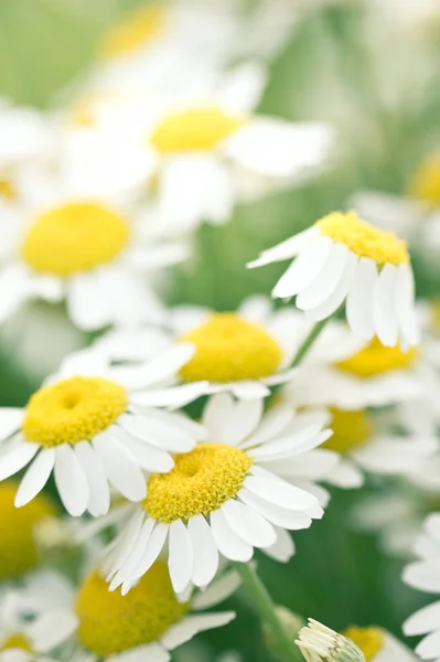 Vue Rapprochée Belles Fleurs Sauvages Camomille Dans Champ — Photo