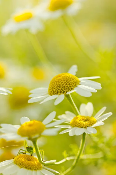 Vue Rapprochée Belles Fleurs Sauvages Camomille Dans Champ — Photo