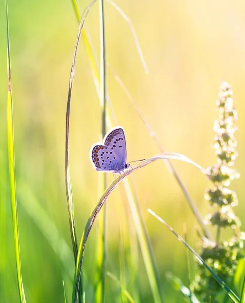 Widok Bliska Piękny Motyl Dzikie Kwiaty Polu — Zdjęcie stockowe