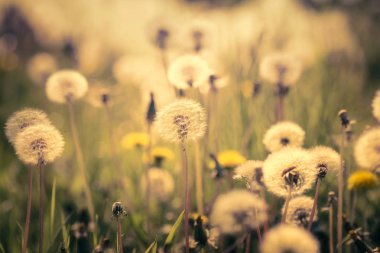 yaz alanında güzel karahindiba kır çiçekleri yakından görünümü