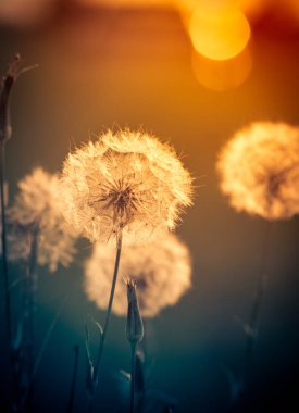 alanında güzel kır çiçekleri yakından görünümü