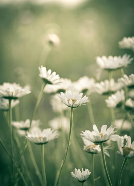 Vue Rapprochée Belles Fleurs Sauvages Camomille Dans Champ — Photo