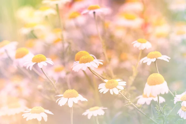 Widok Bliska Piękne Kwiaty Rumianku Polu — Zdjęcie stockowe
