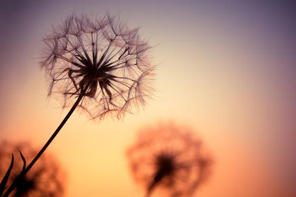 Nahaufnahme Von Schönen Wildblumen Feld — Stockfoto