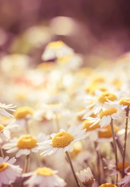 Zbliżenie Kwiatów Rumianku Piękne Dziedzinie — Zdjęcie stockowe