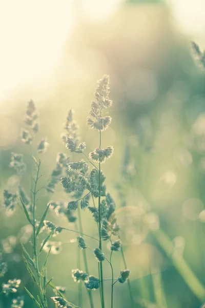 Widok Bliska Piękne Kwiaty Polu — Zdjęcie stockowe