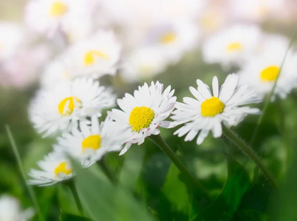 Vue Rapprochée Belles Fleurs Sauvages Camomille Dans Champ — Photo