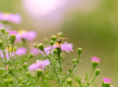 güzel pembe çiçekler görünümünü kapat