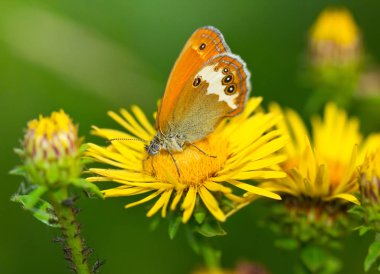 alanında güzel kelebek ve kır çiçekleri yakından görünümü