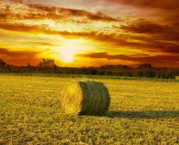Malerischer Blick Auf Den Sonnenuntergang Über Wildes Feld — Stockfoto