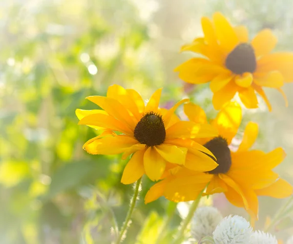 Vue Rapprochée Belles Fleurs Sauvages Dans Champ — Photo