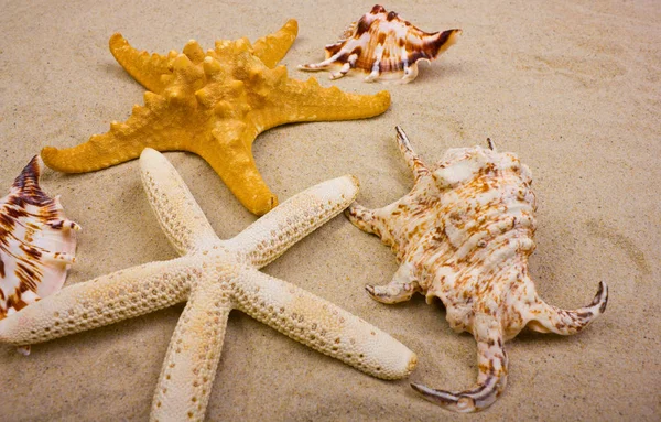 Vista Cerca Las Estrellas Mar Conchas Marinas Sobre Telón Fondo —  Fotos de Stock