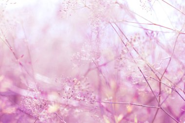 alanında güzel kır çiçekleri yakından görünümü