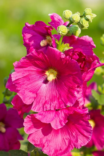 美しいピンク色の花のクローズ アップ表示 — ストック写真