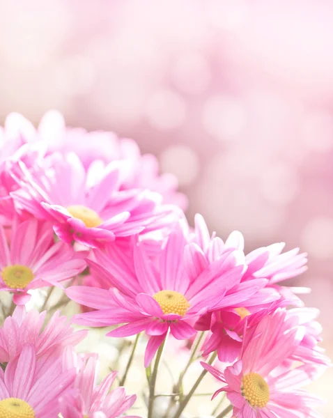 Vue Rapprochée Belles Fleurs Roses — Photo