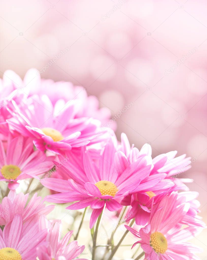 close up view of beautiful pink flowers