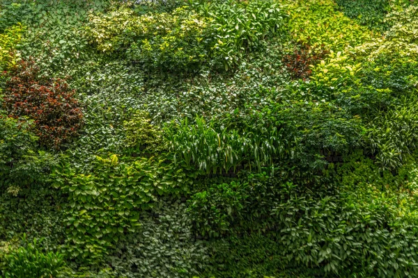 Moss wall, green grass wall decoration design. Pattern texture background