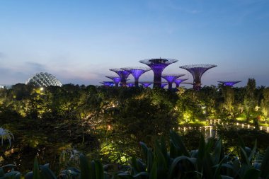 Supertree Grove. Körfez Marina Bay Area, gece, Singapur şehir bahçe.