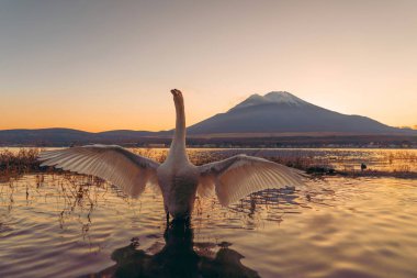 Beyaz kuğu kanatlarını batımında Gölü Yamanaka, Fuji Dağı'nın yansıması ile yayılıyor. Yamanashi, Japan