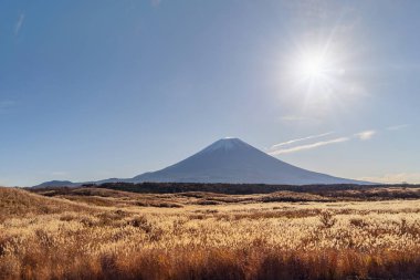 Dağ Güneş ve Fujikawaguchiko, Yamanashi, Japan öğlen kuru bitkiler Fuji. Doğal peyzaj.