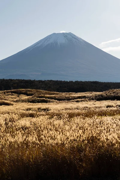 Mountain Fuji with dry plants at noon in Fujikawaguchiko, Yamanashi, Japan. Natural landscape.