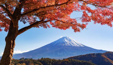 Sonbahar sezonu ve Fujikawaguchiko, Yamanashi yakınındaki dağ Fuji sonbahar yaprakları. Mavi gökyüzü arka plan ile Japonya'da ağaçlar.