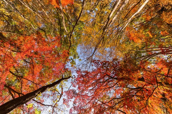 Красная Осенняя Листва Близ Фудзикавагутико Яманаси Дерево Японии Фоне Голубого — стоковое фото