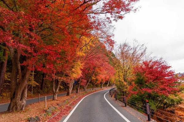 在山梨富士河口湖附近 秋天有红叶的小路 日本的一棵树 背景是蓝天 — 图库照片