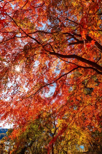 Red Fall Foliage Autumn Fujikawaguchiko Yamanashi Trees Japan Blue Sky — Stock Photo, Image