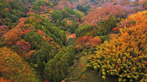 Вид Воздуха Красную Осеннюю Листву Деревья Японии Холмах Зеленая Сельская — стоковое фото