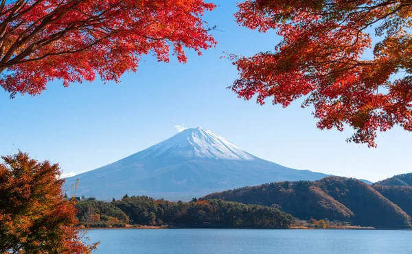 秋のシーズン 山富士山梨富士河口湖の近くの紅葉 富士五湖 青い空を背景に日本の木 — ストック写真