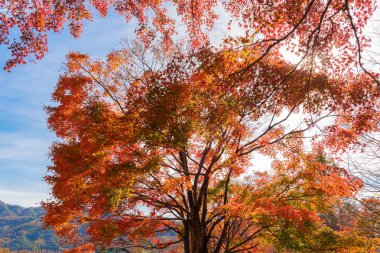 Kırmızı sonbahar Fujikawaguchiko, Yamanashi yakınındaki yeşillik geçin. Mavi gökyüzü arka plan ile Japonya'da ağaçlar.