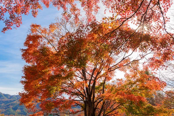 Feuillage Automne Rouge Automne Près Fujikawaguchiko Yamanashi Arbres Japon Avec — Photo