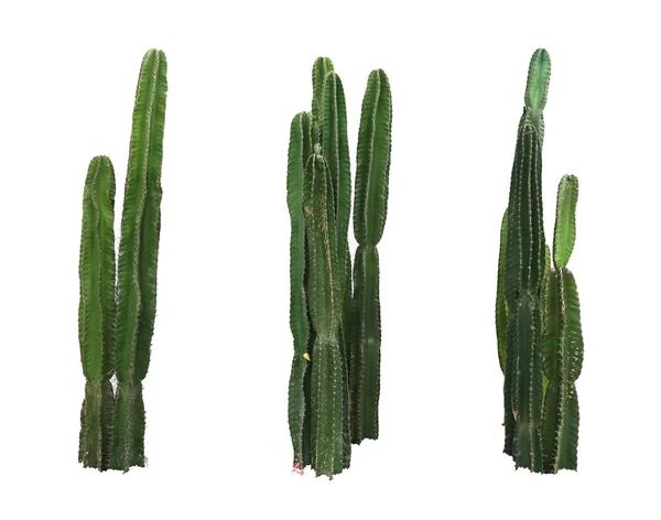 Sada Kaktus Skutečné Rostliny Izolovaných Bílém Pozadí — Stock fotografie