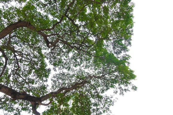 Листя Дерев Гілки Передньому Плані Ізольовані Білому Тлі Парку Або — стокове фото
