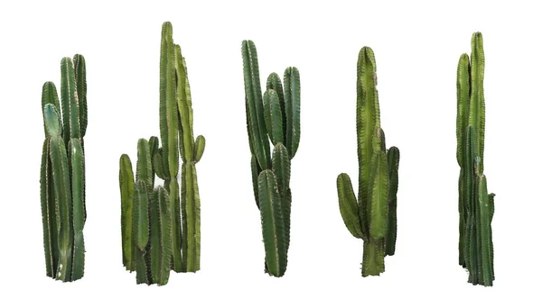 Cactus real fotos de stock, imágenes de Cactus real sin royalties | Depositphotos Cactus real fotos de stock, imágenes de Cactus real sin royalties | Depositphotos