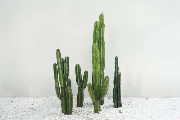 Cactus real fotos de stock, imágenes de Cactus real sin royalties |  Depositphotos