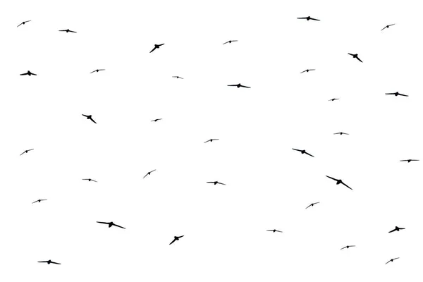 Silhouette of a flock of birds flying on white background.