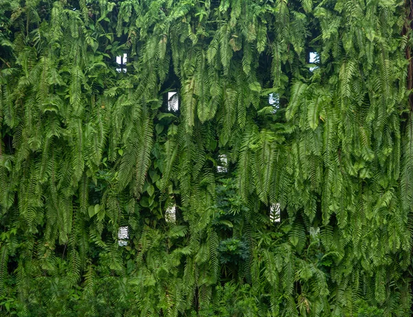 Jardín vertical exuberante textura de la superficie del patrón de pared verde. Close-u —  Fotos de Stock