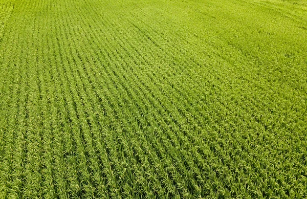 Εναέρια θέα του ρυζιού, αγροτικά χωράφια στην ύπαιθρο της Taiwa — Φωτογραφία Αρχείου