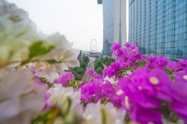 Downtown Singapore skyl Singapur el ilanı ile renkli çiçekler