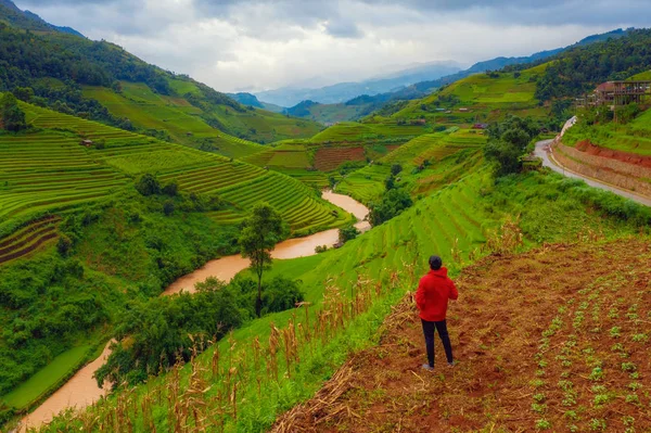 En asiatisk man tittar på Paddy Rice terrasser, jordbruksmark — Stockfoto