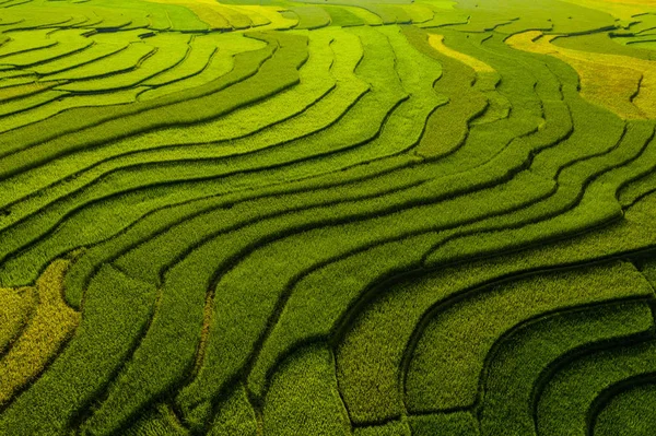 Terraços de arroz paddy, campos agrícolas no campo ou rural — Fotografia de Stock