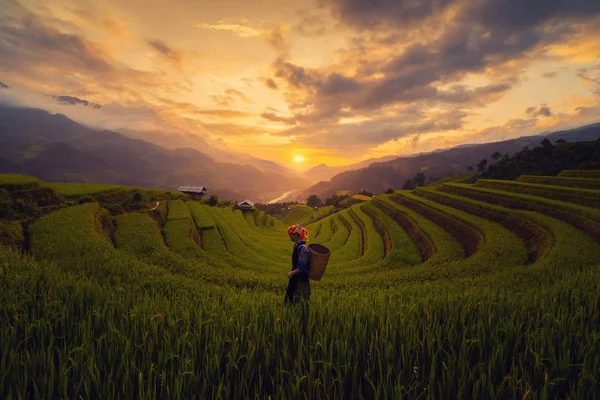 Tribal kvinna, jordbrukare, med Paddy Rice terrasser, Agricultural fie — Stockfoto