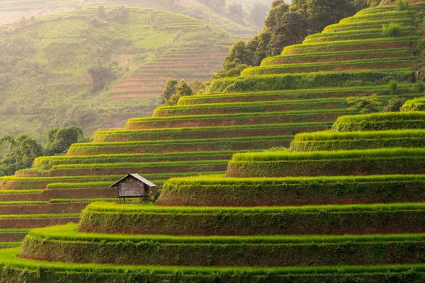 Terasy s neloupanou rýží, zemědělské oblasti na venkově nebo na venkově — Stock fotografie